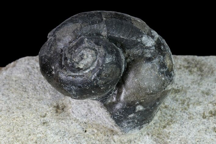 1.2" Ordovician Gastropod Fossil - Morocco